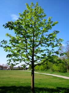 20130423Rosskastanie_Hockenheim01