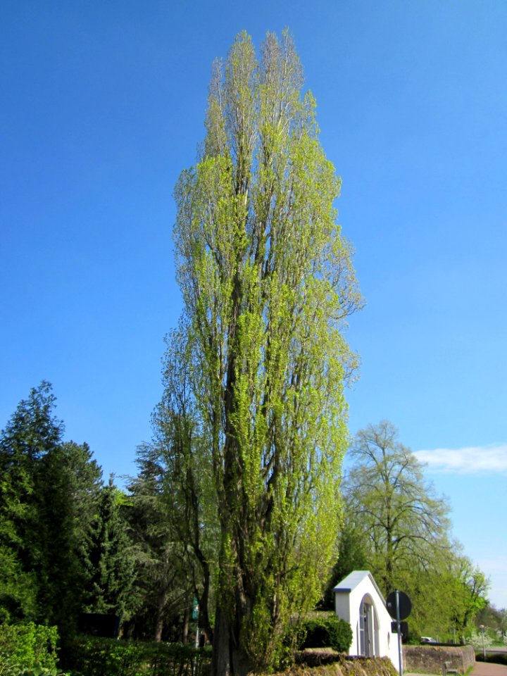 20130423Pyramiedenpappel_Friedhof_Hockenheim1