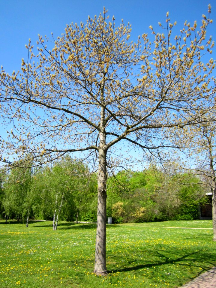 20130424Eiche_Hockenheim4