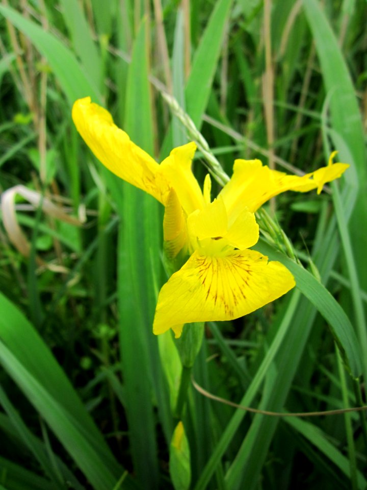 20130601Iris_pseudacorus4