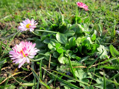 20130322Gaensebluemchen_Hockenheim3