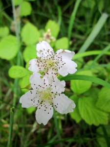 201306012Rubus_St_Arnualer_Wiesen photo