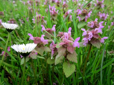 20130421Lamium_purpureum3