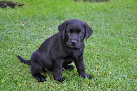 Labrador bitch puppy