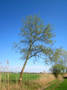 20130424Esche_Kotlachgraben