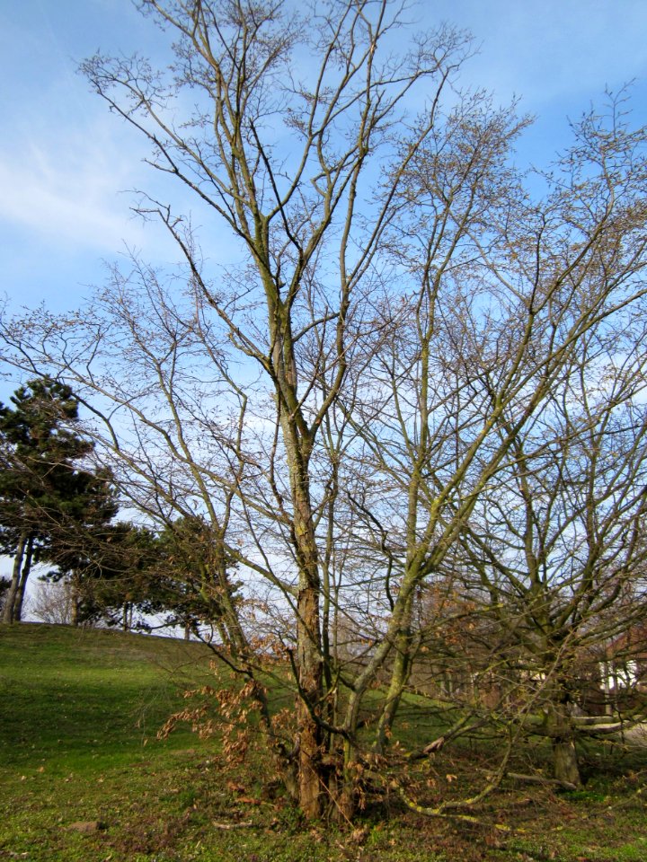 20130322Hainbuche_Hockenheim06
