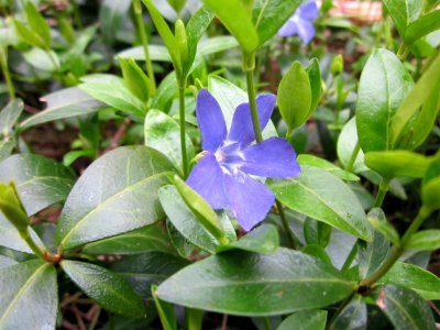 20130421Vinca_minor1