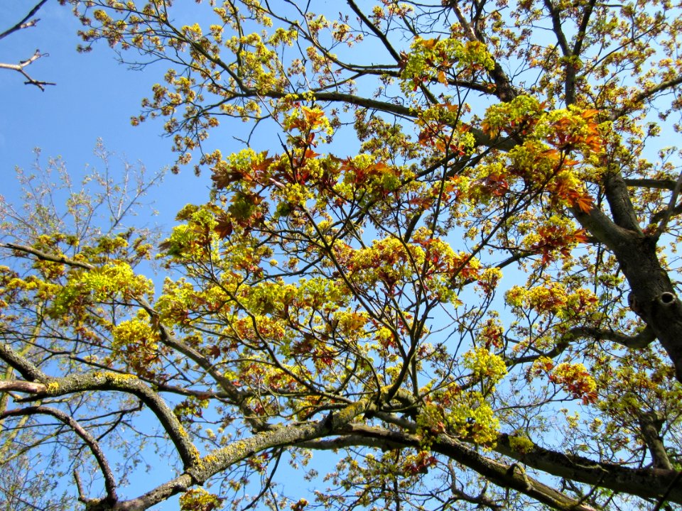 20130423Ahorn_Hockenheim3