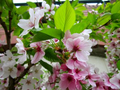 20130421Prunus_cerasifera_Saarbrücken2