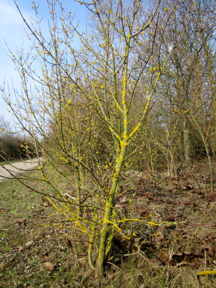 20130324Kornelkirsche_Reilingen3