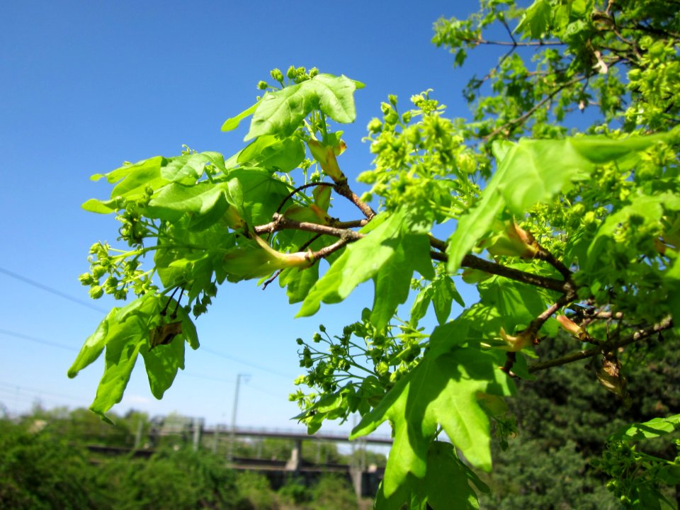 20130424Feldahorn_Hockenheim5