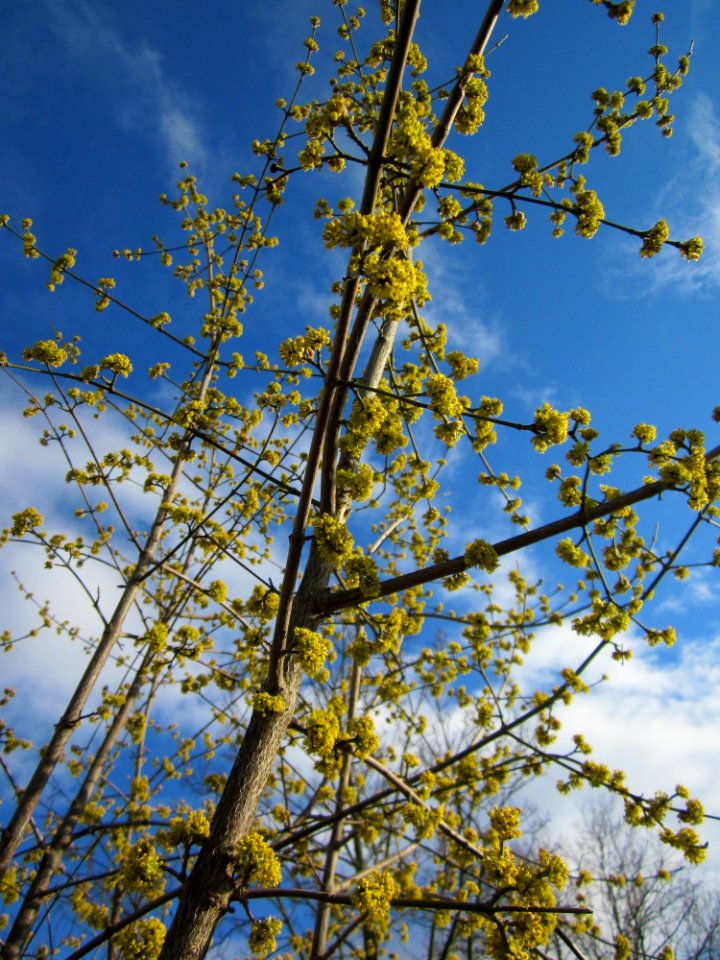 20130320Kornelkirsche_Hockenheim6