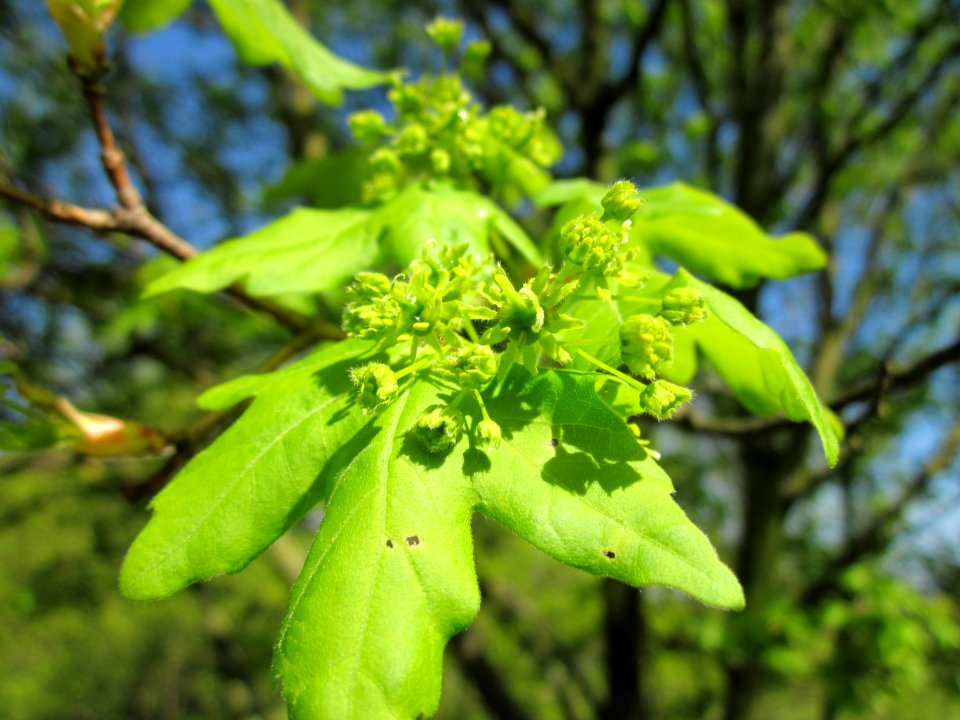 20130424Feldahorn_Hockenheim7