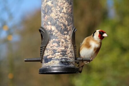 Garden wildlife nature