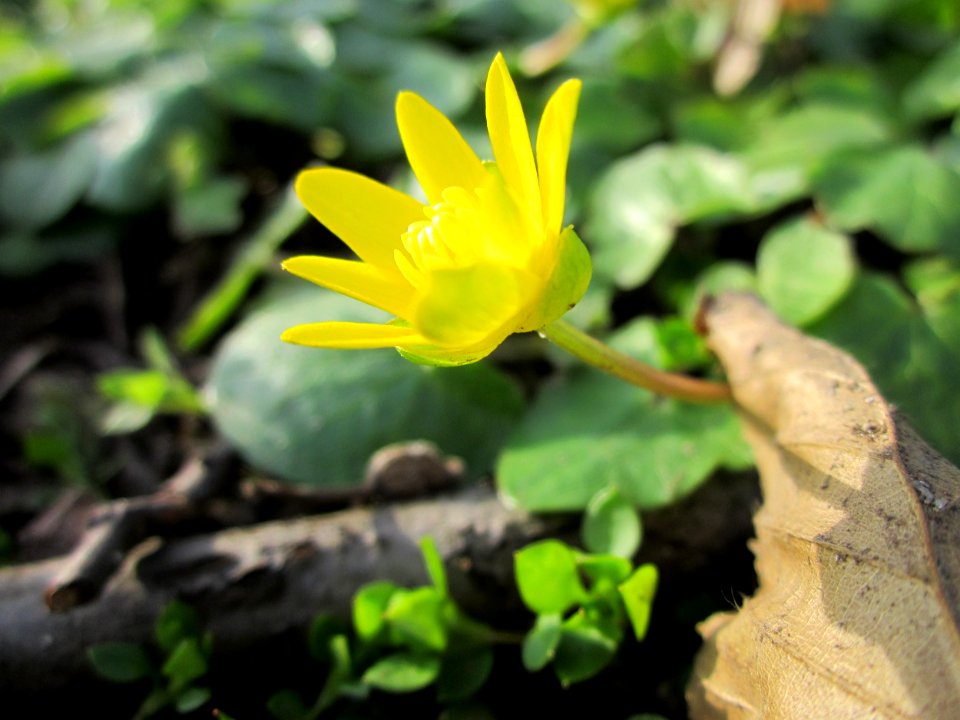 20130322Scharbockskraut_Hockenheim3