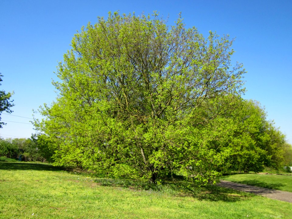 20130424Feldahorn_Hockenheim1