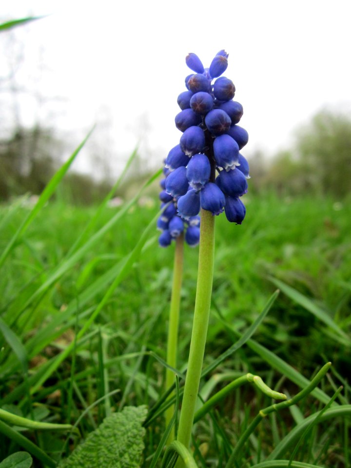 20130421Muscari_armeniacum