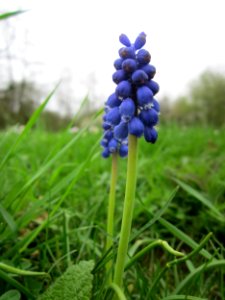 20130421Muscari_armeniacum