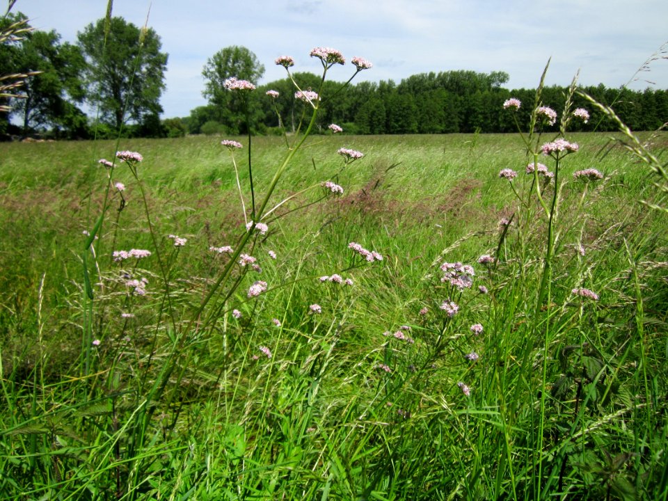 20130602Baldrian_Hockenheim2