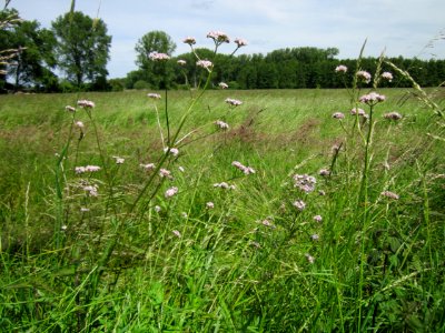 20130602Baldrian_Hockenheim2