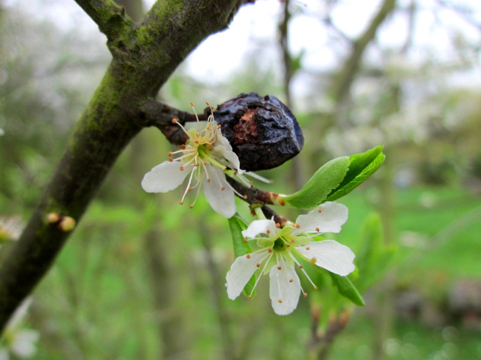 20130421Prunus_cerasifera_Saarbruecken3