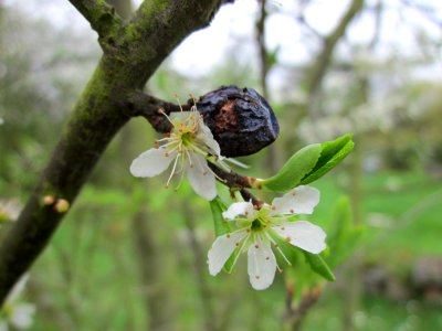 20130421Prunus_cerasifera_Saarbruecken3 photo