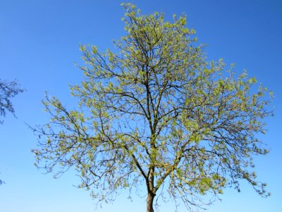 20130424Esche_Hockenheim00