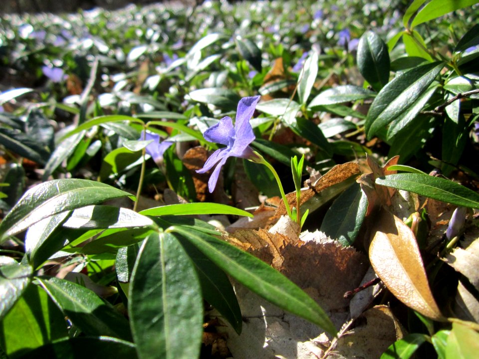 20130414Immergruen_Altlussheim07