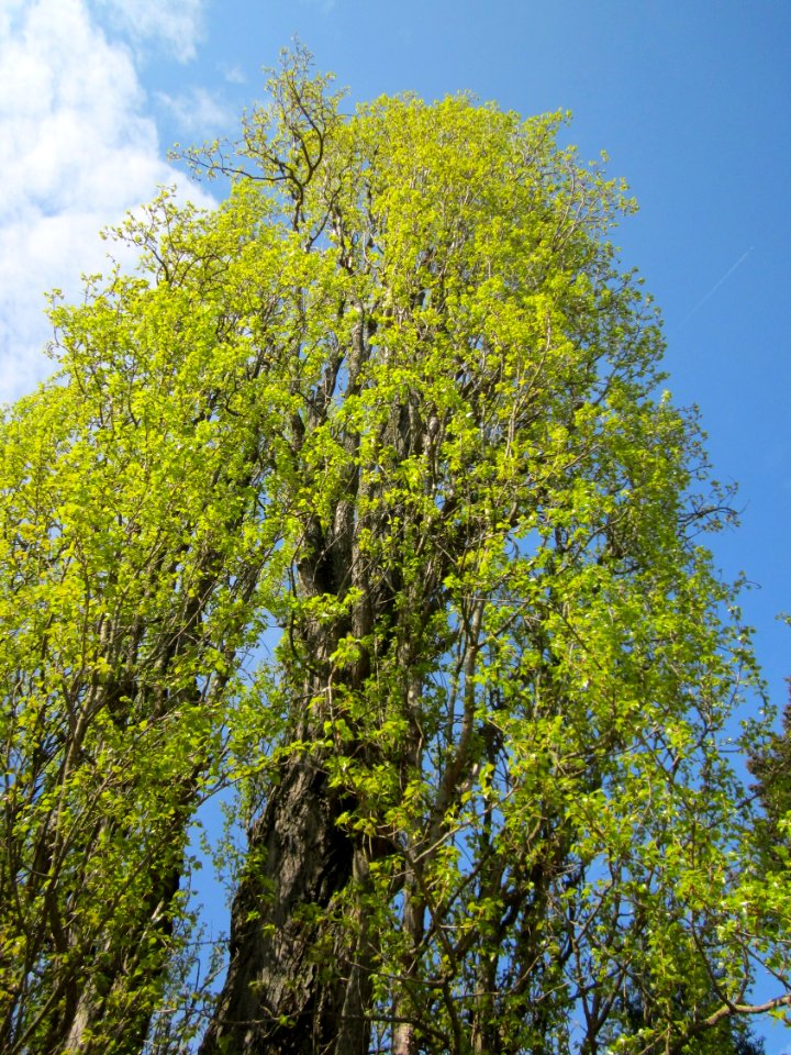 20130423Pyramiedenpappel_Friedhof_Hockenheim2