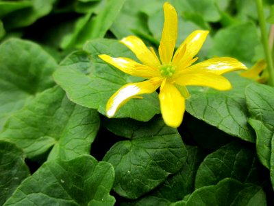 20130421Ficaria_verna2