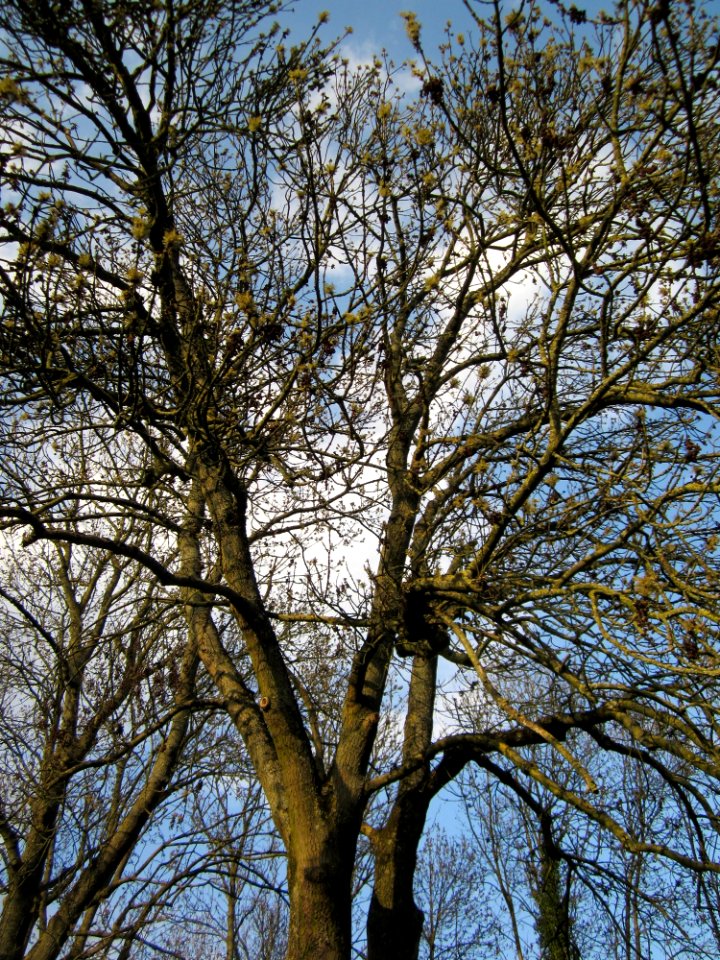 20130418Esche_Merzig1