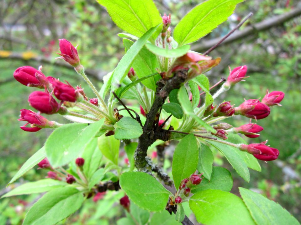 20130421Malus1