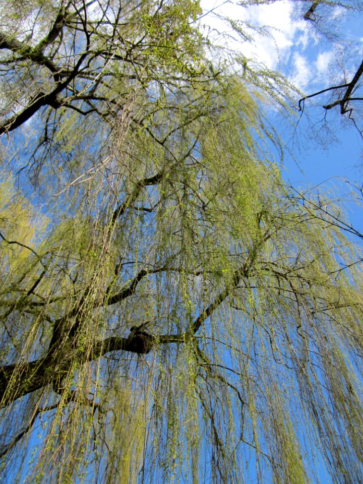 20130413Trauerweide_Ebertpark_Hockenheim4