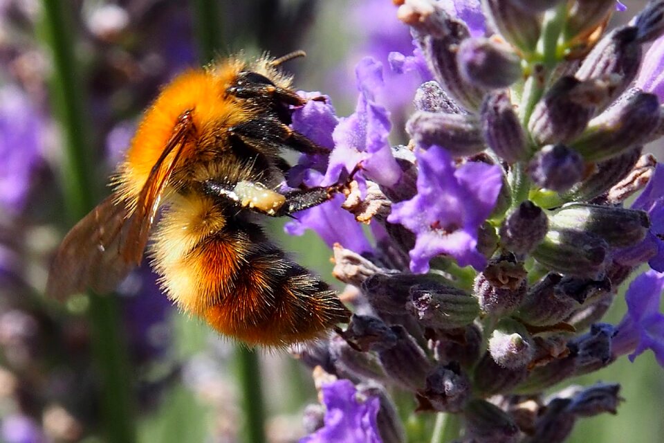 Bloom violet lavender