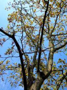 20130423Ahorn_Hockenheim2
