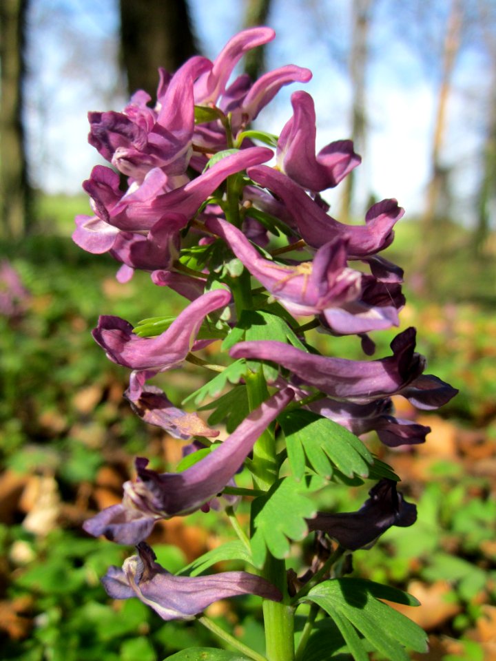 20130414Corydalis_solida5