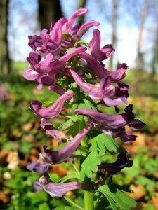 20130414Corydalis_solida5