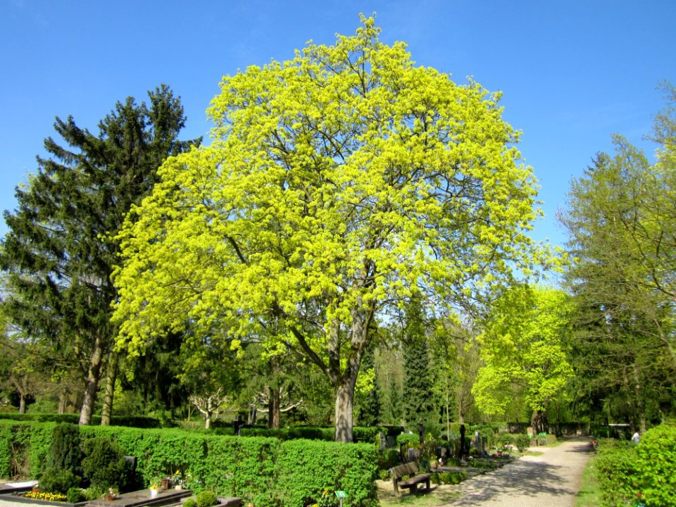 20130423Ahorn_Friedhof_Hockenheim2