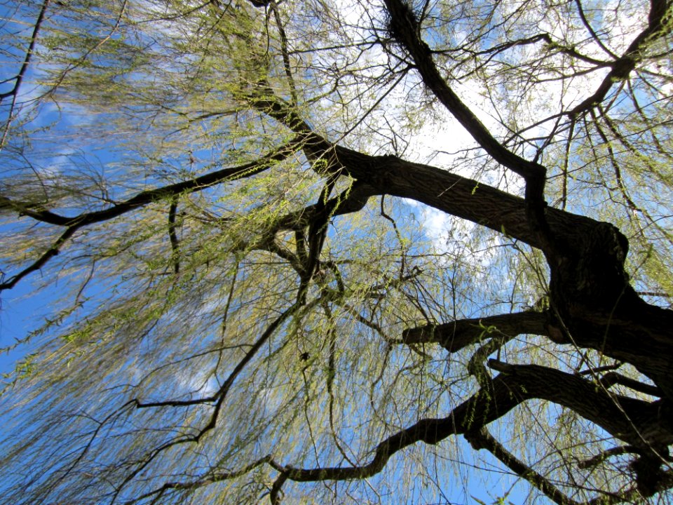 20130413Trauerweide_Ebertpark_Hockenheim3