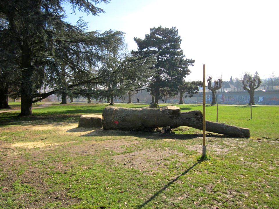 20130305Goetterbaum_Staden