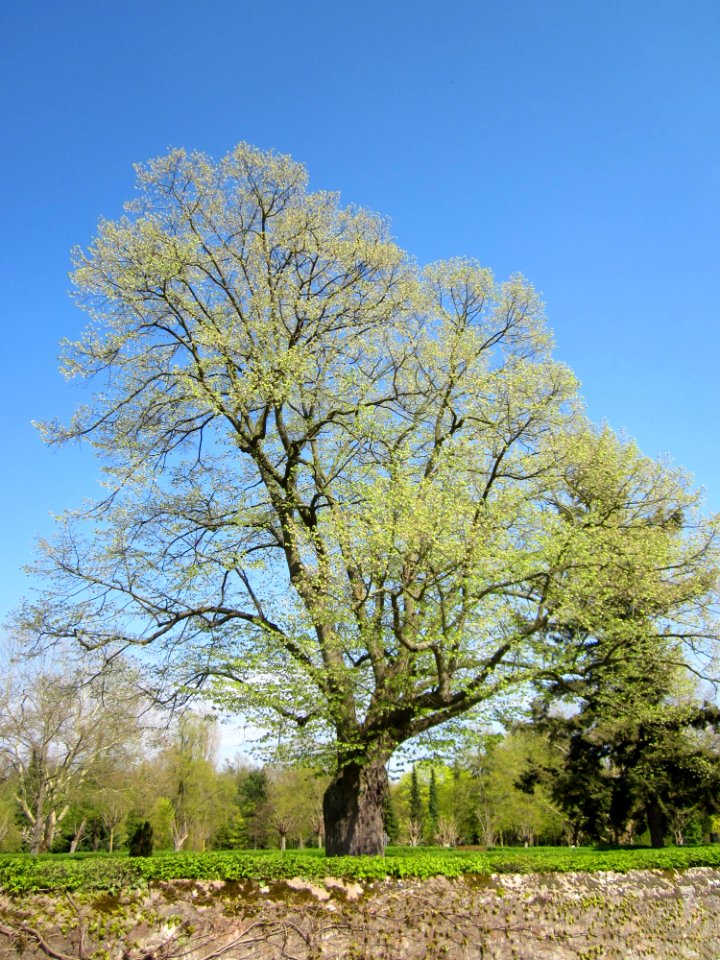 20130423Linde_Friedhof_Hockenheim1