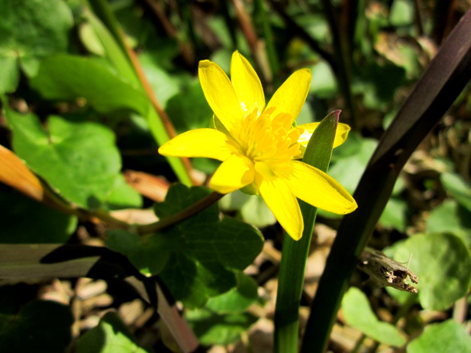 20130413Scharbockskraut_Hockenheim7