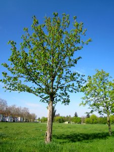 20130423Rosskastanie_Hockenheim02