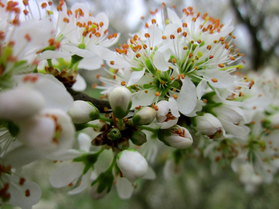20130421Prunus_cerasifera_Saarbruecken2
