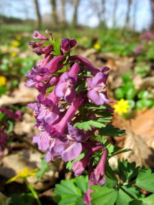 20130414Corydalis_solida1