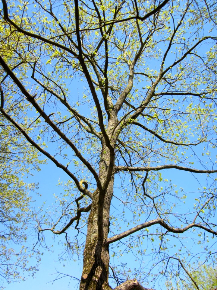20130424Eiche_Hockenheim1