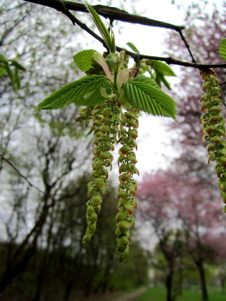 20130420Hainbuche_Saarbrücken2