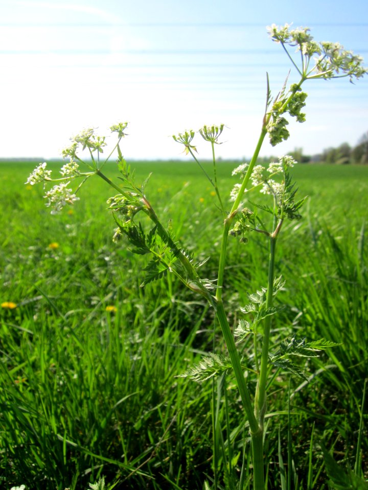 20130424Kaelberkropf_Kotlachgraben1