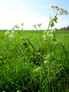 20130424Kaelberkropf_Kotlachgraben1