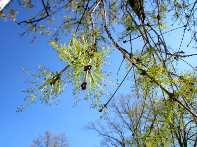 20130423Esche_Wasserturm_Hockenheim4